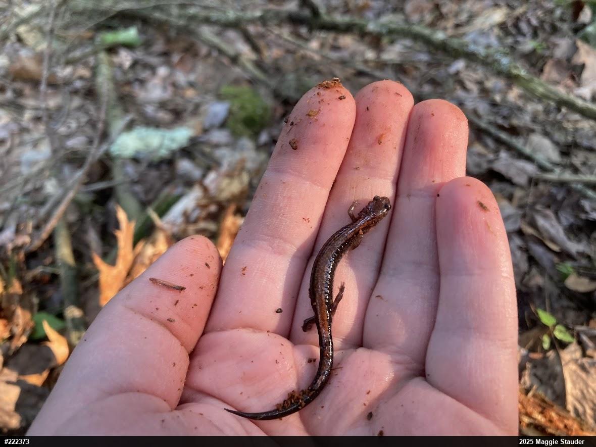 Eastern Red-backed  Salamander