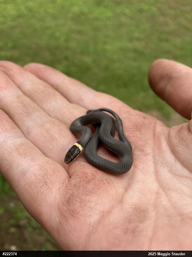 Northern Ring-necked Snake