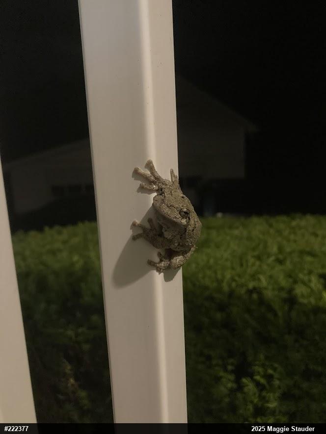 Unknown Gray Treefrog