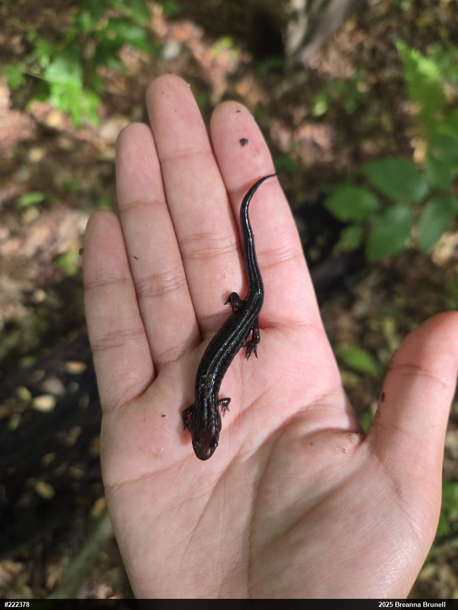 Allegheny Mountain Dusky Salamander