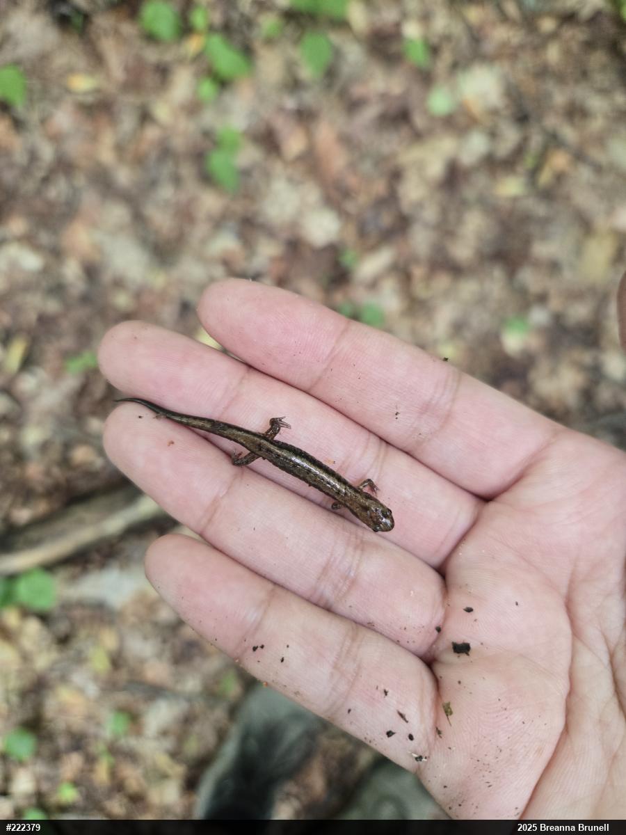 Allegheny Mountain Dusky Salamander