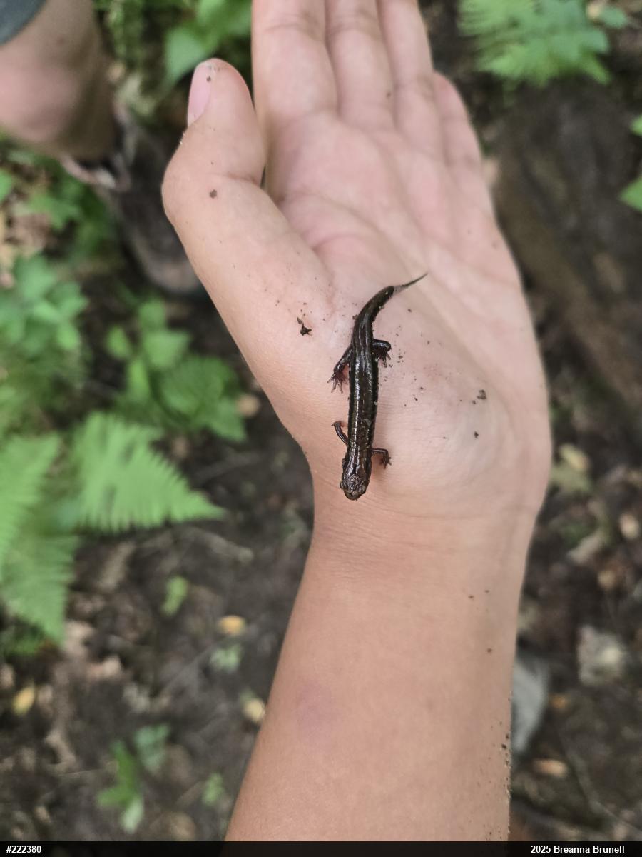 Allegheny Mountain Dusky Salamander