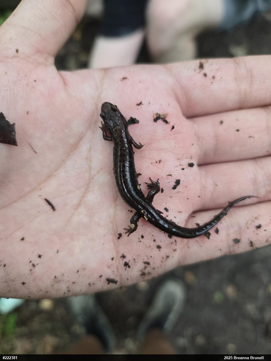 Allegheny Mountain Dusky Salamander