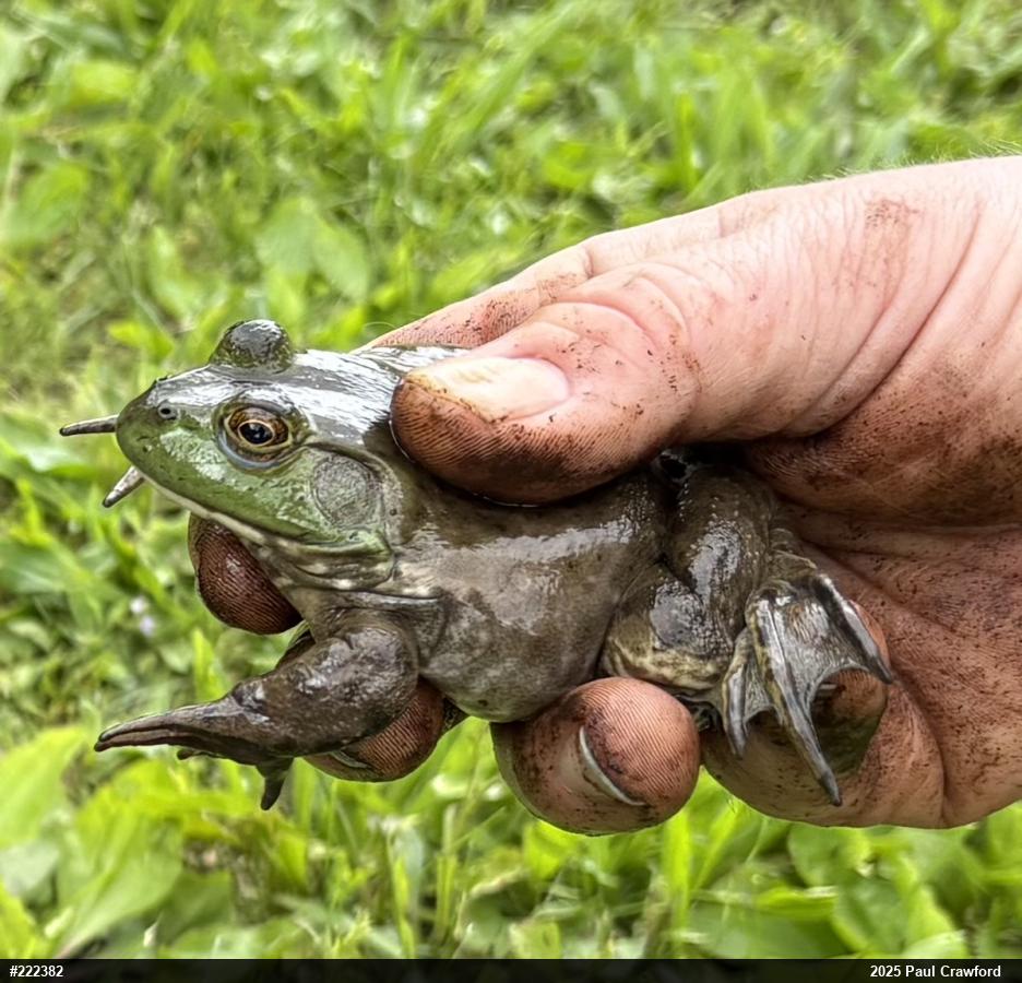 American Bullfrog