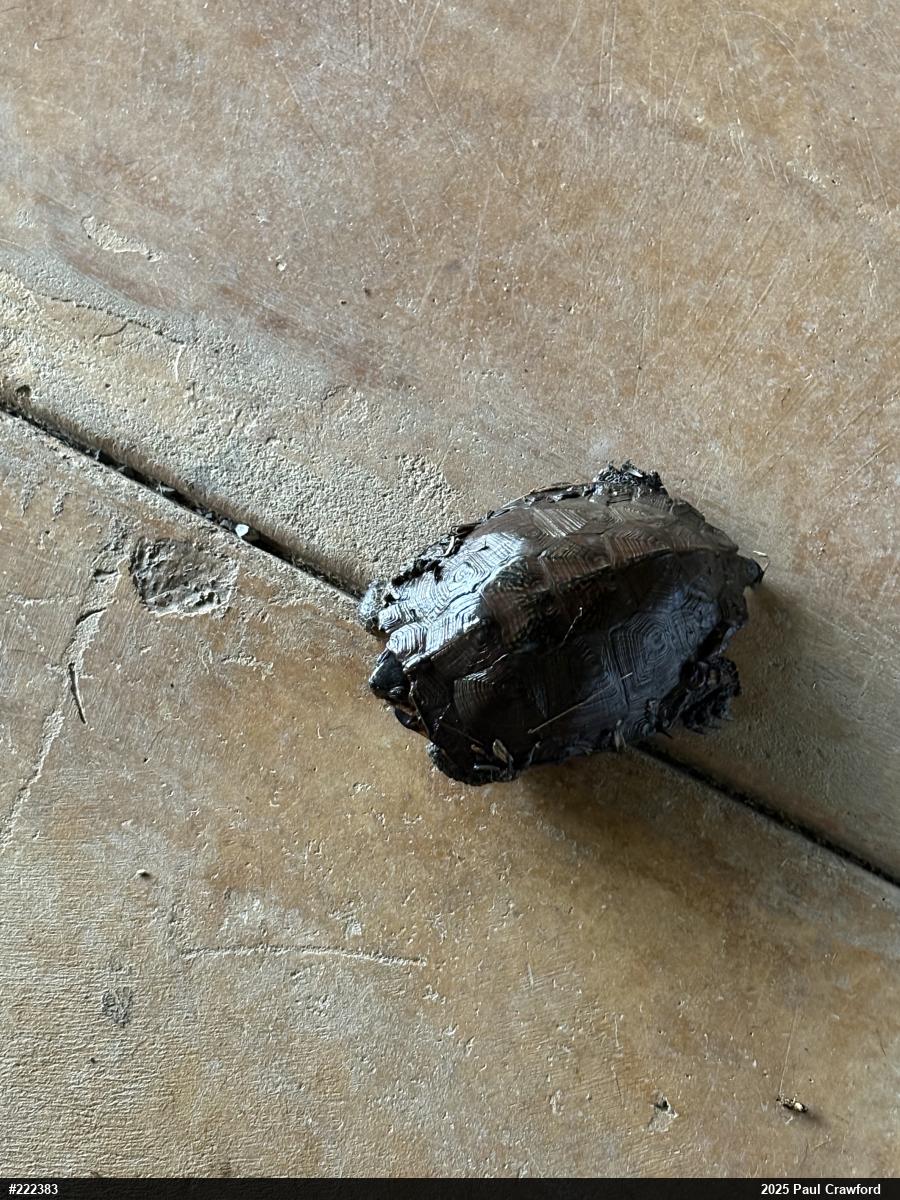 Wood Turtle