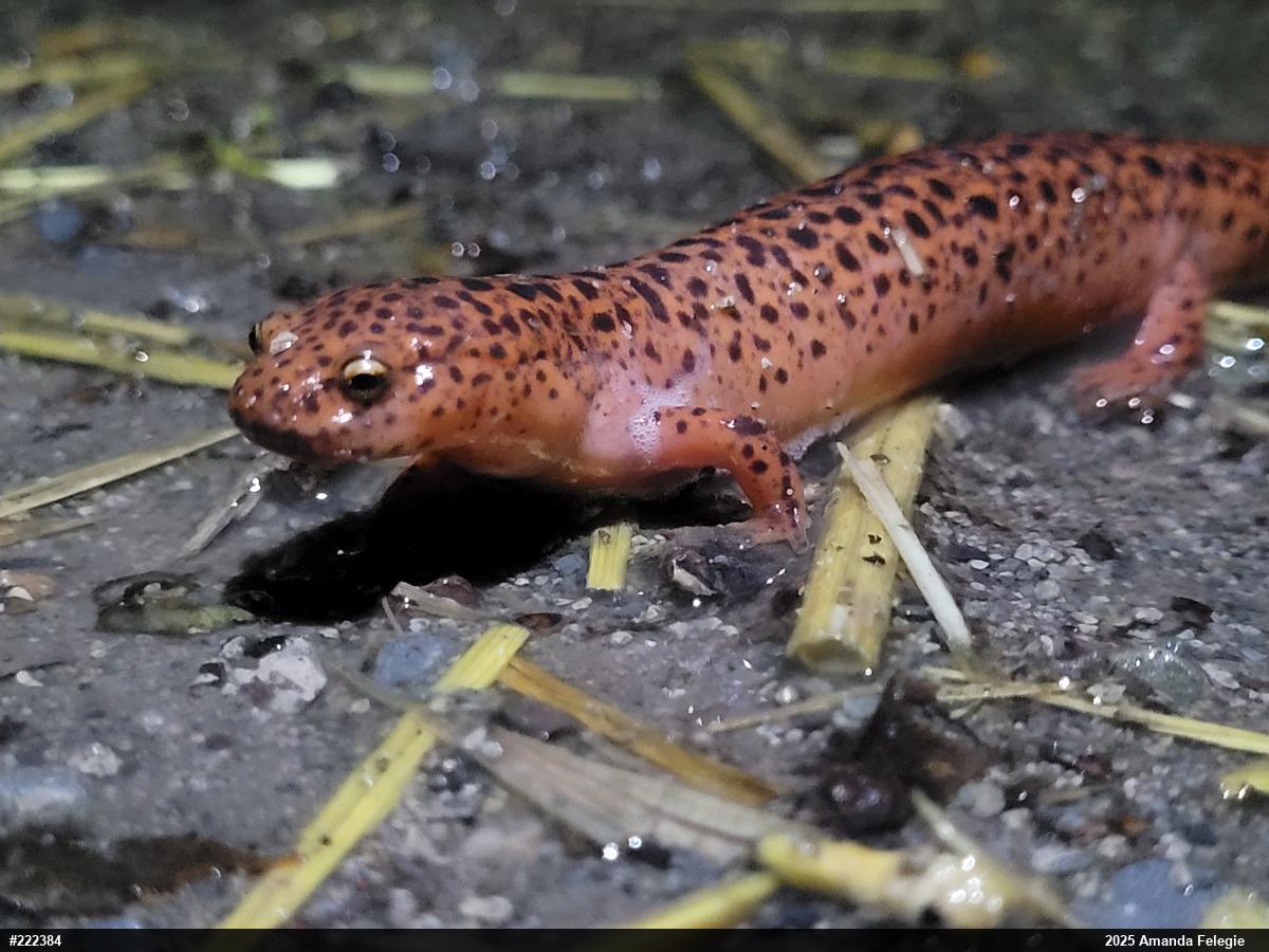 Northern Red Salamander