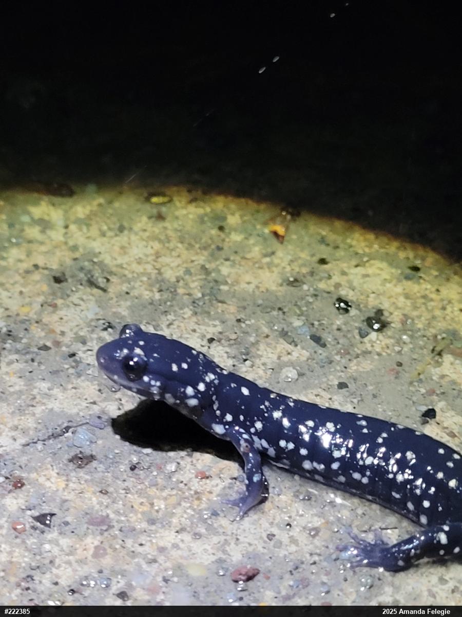 Northern Slimy Salamander