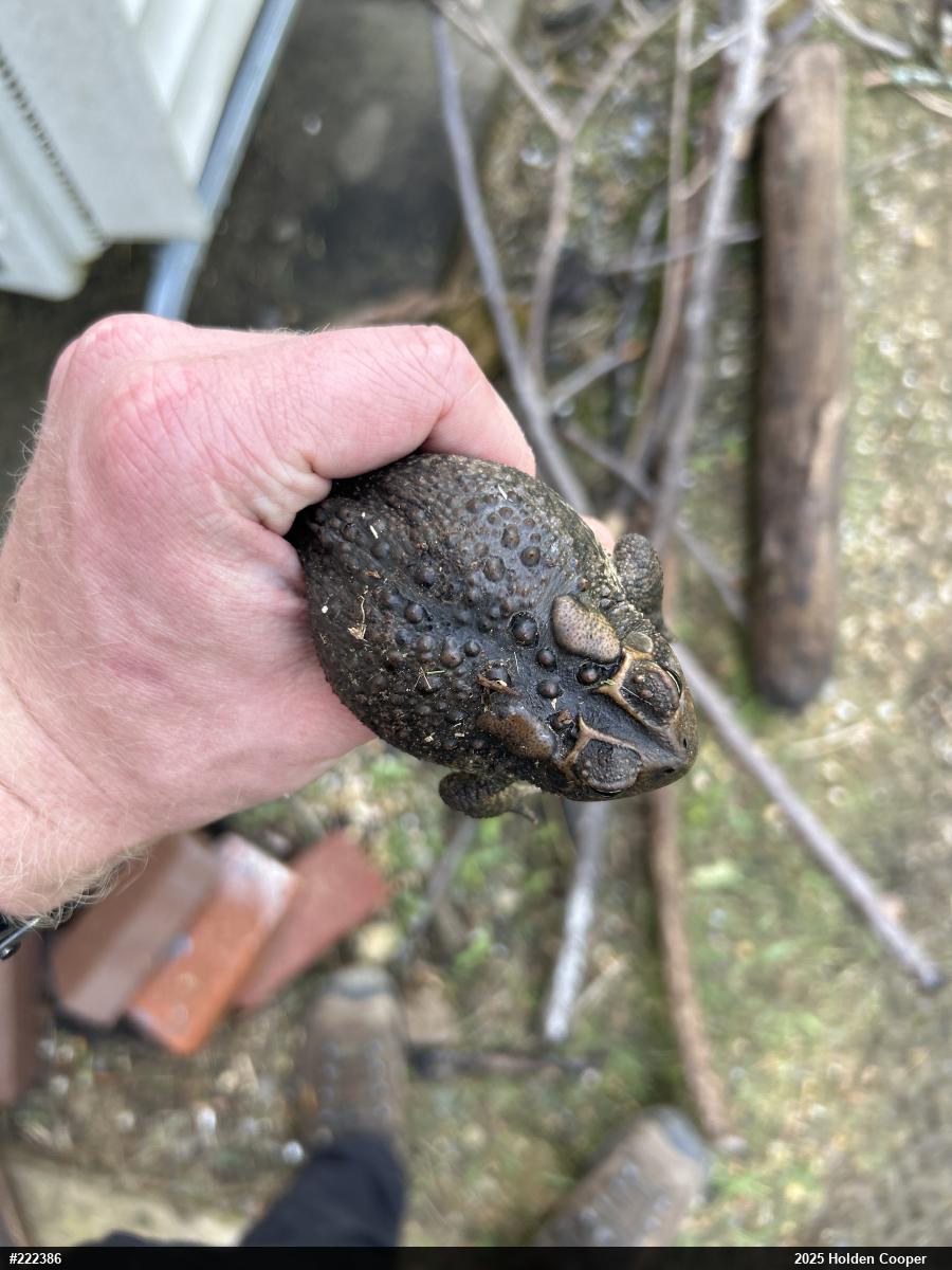 Eastern American Toad
