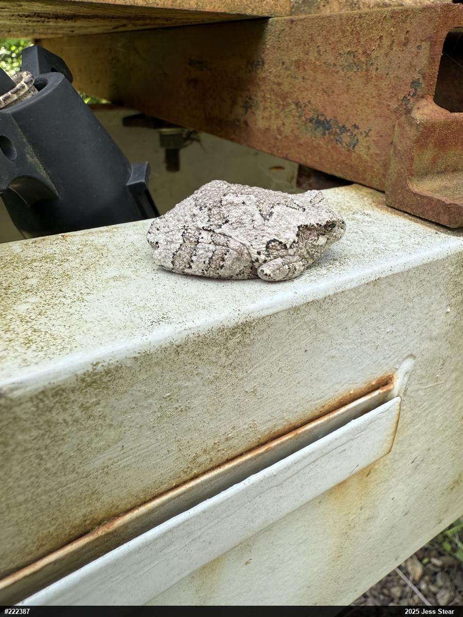 Gray Treefrog
