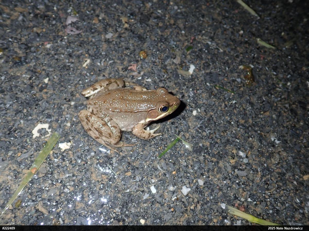 Green Frog