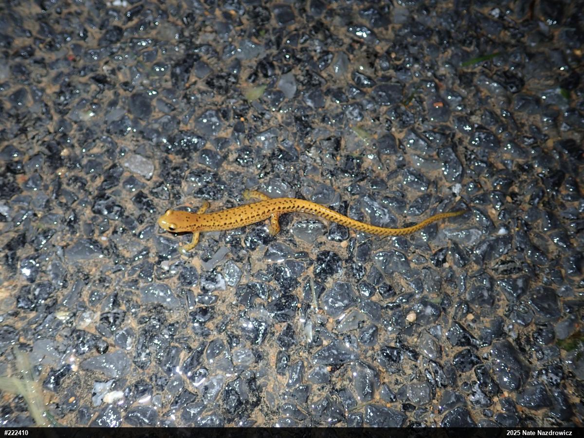 Eastern Long-tailed Salamander