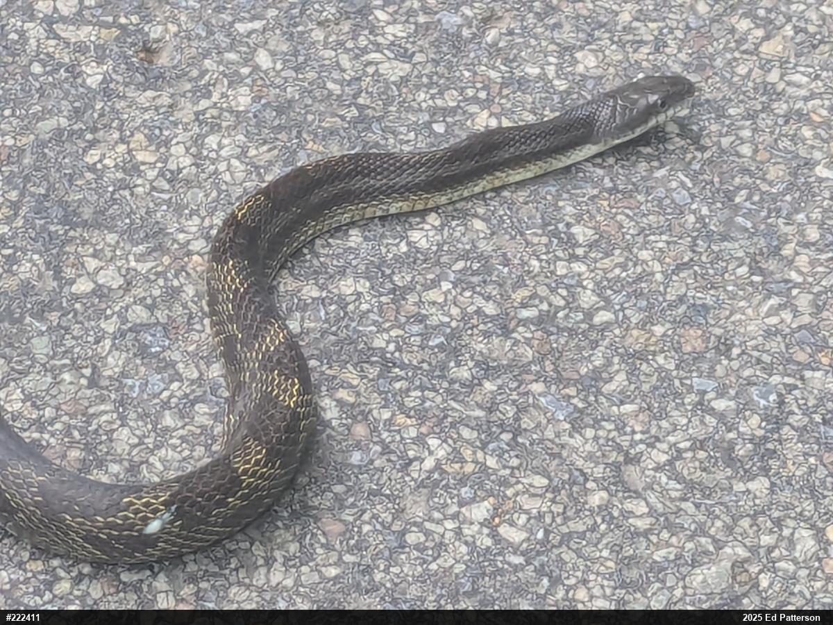 Eastern Ratsnake