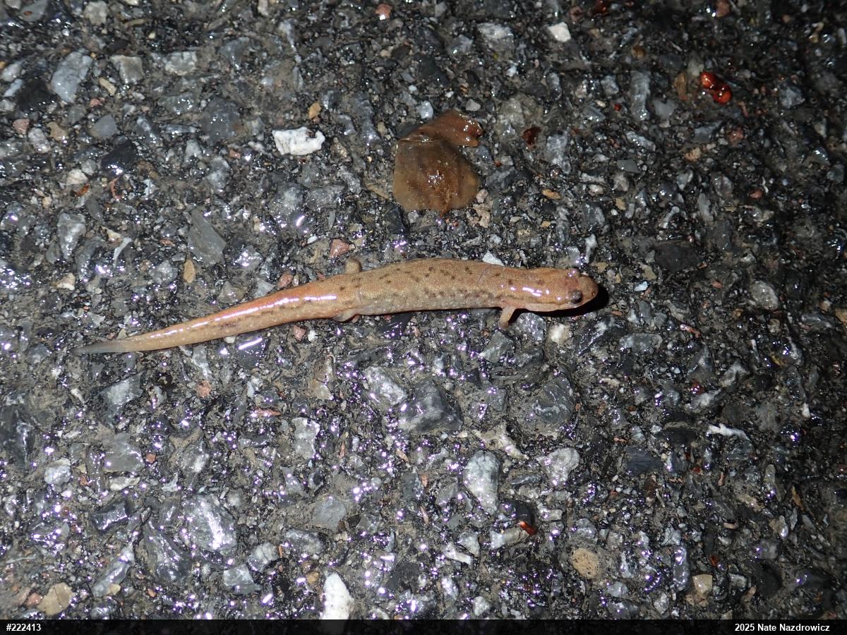 Northern Dusky Salamander