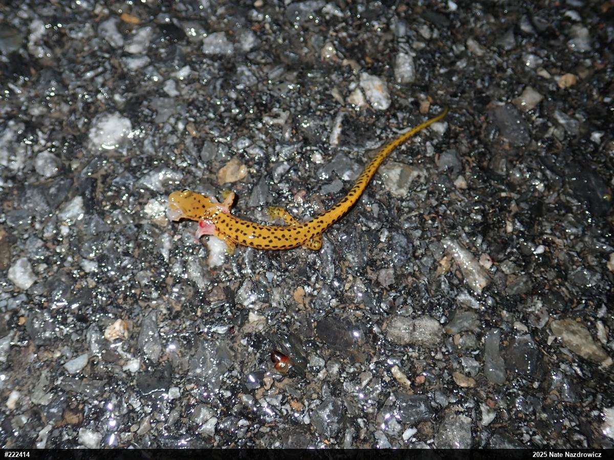 Eastern Long-tailed Salamander