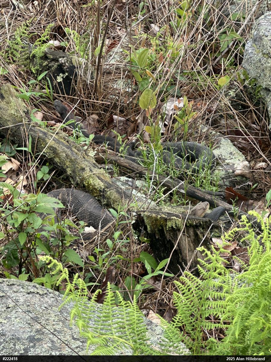 Timber Rattlesnake