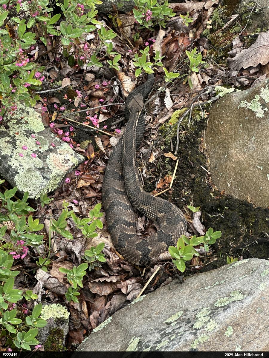 Timber Rattlesnake