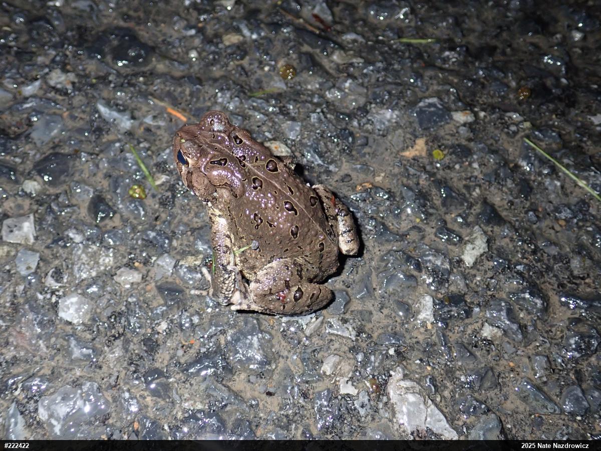 Eastern American Toad