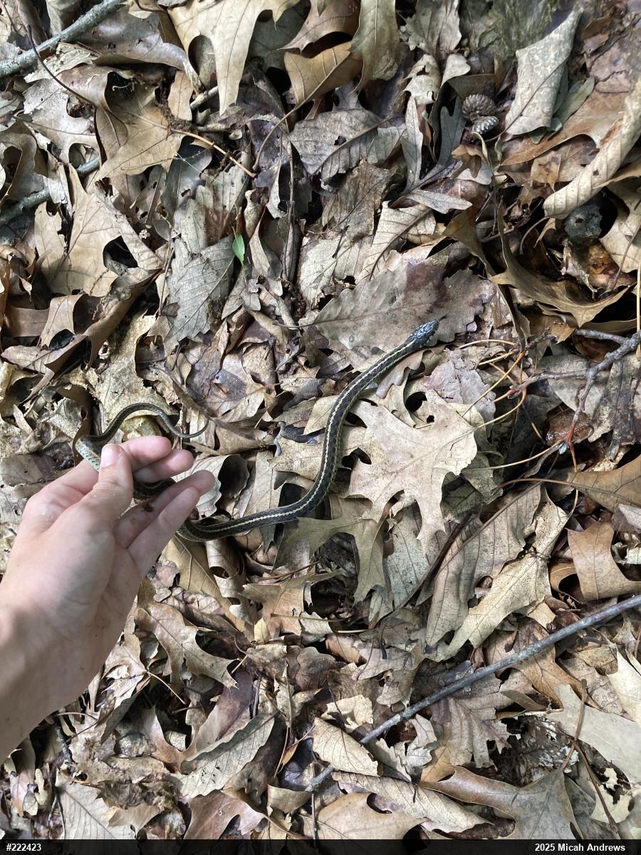 Eastern Gartersnake