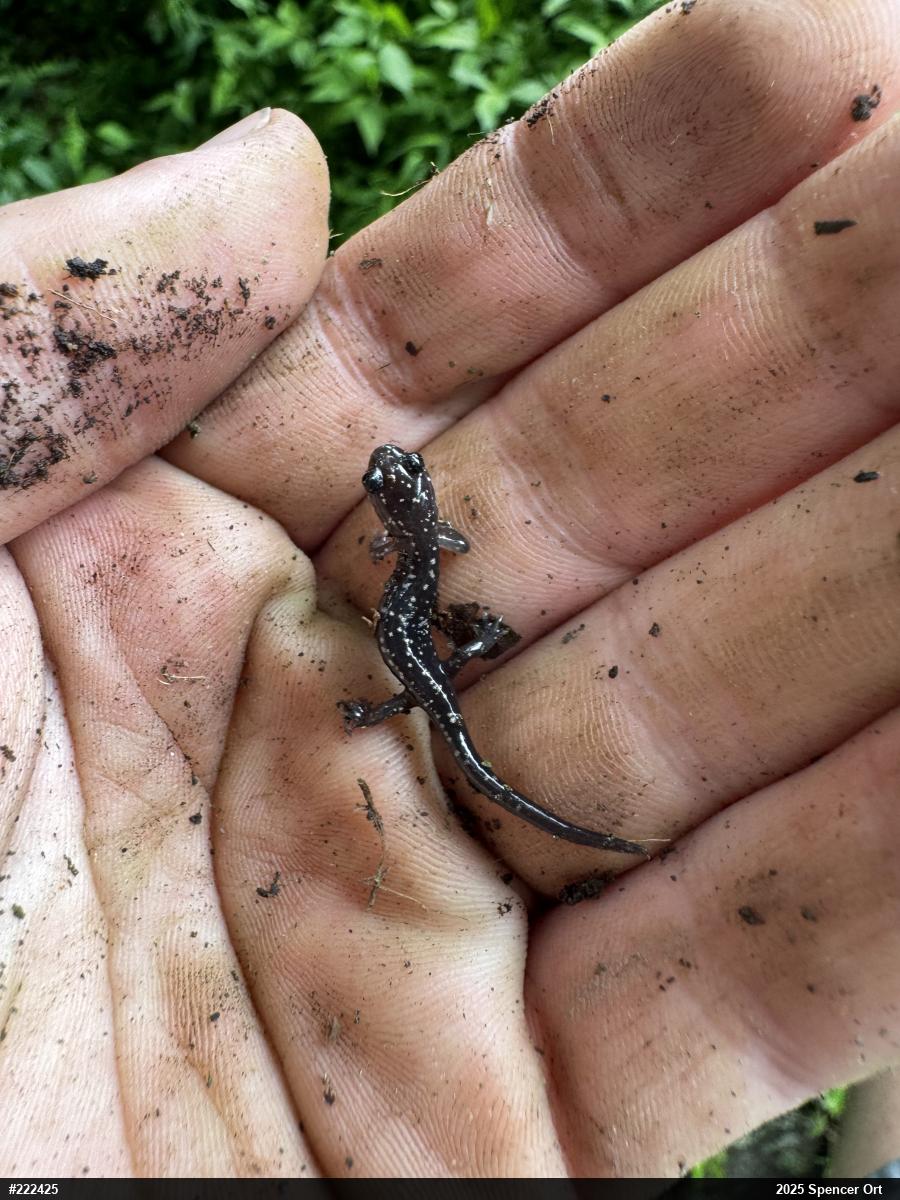 Northern Slimy Salamander
