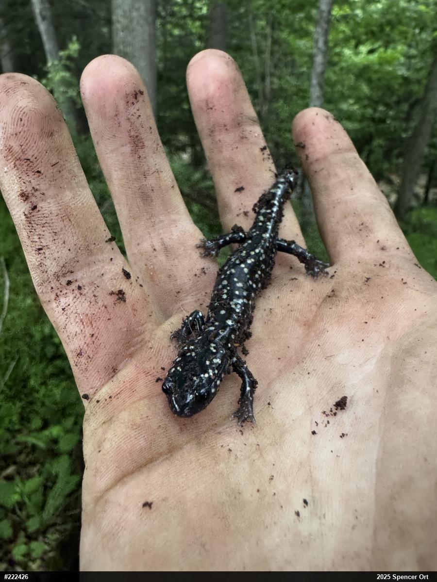 Northern Slimy Salamander