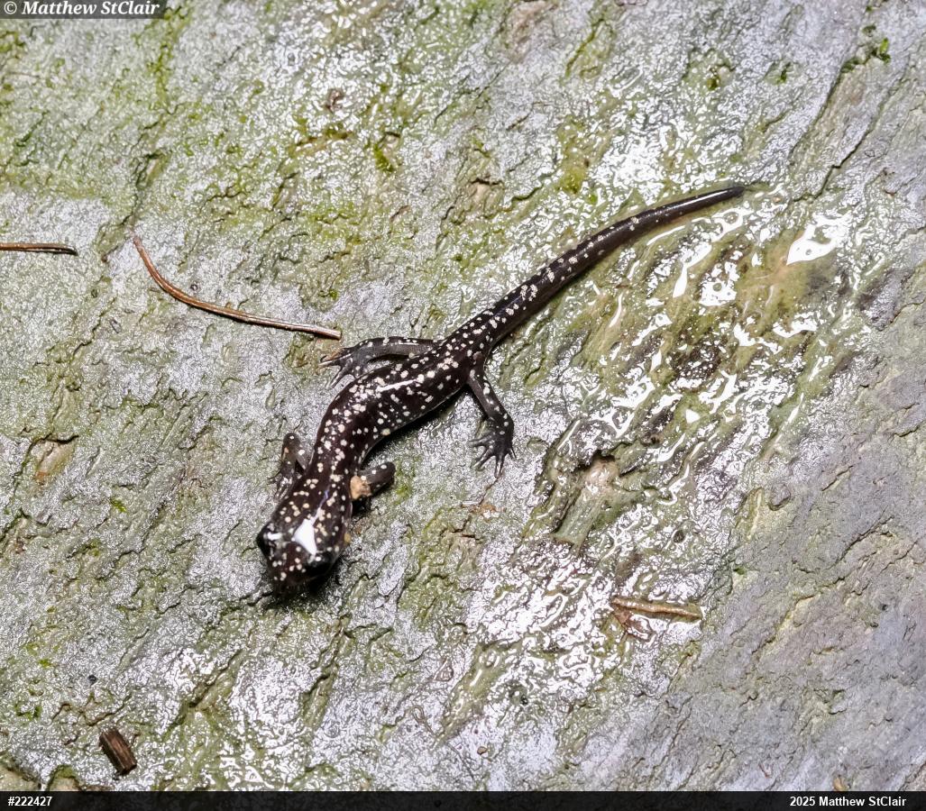 Northern Slimy Salamander