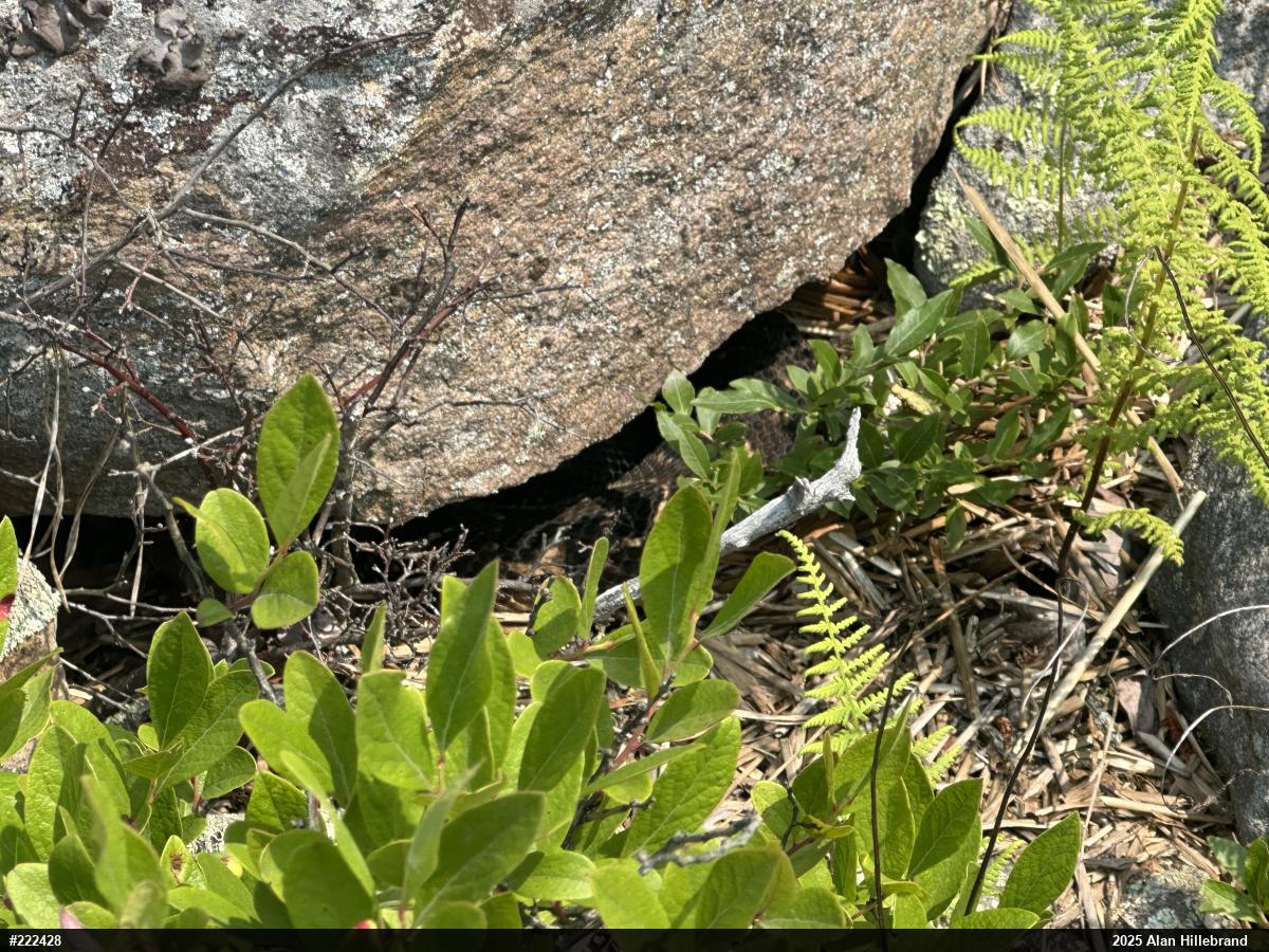 Timber Rattlesnake