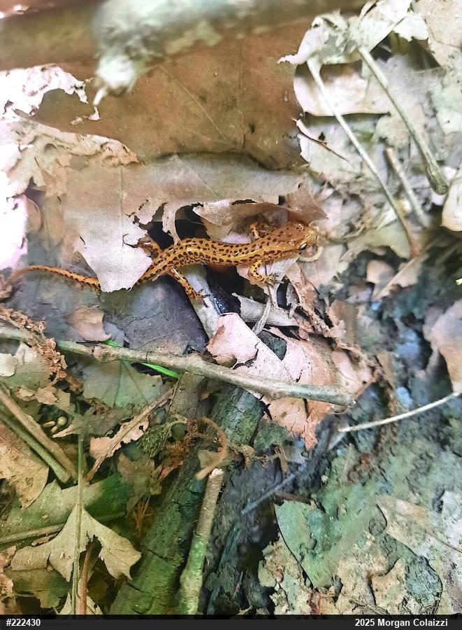 Eastern Long-tailed Salamander