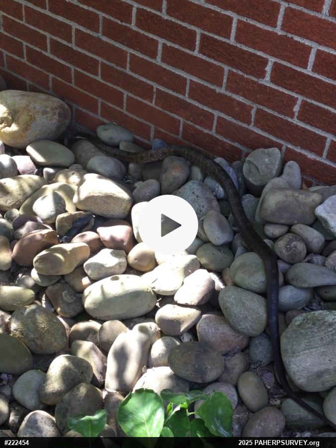Eastern Ratsnake