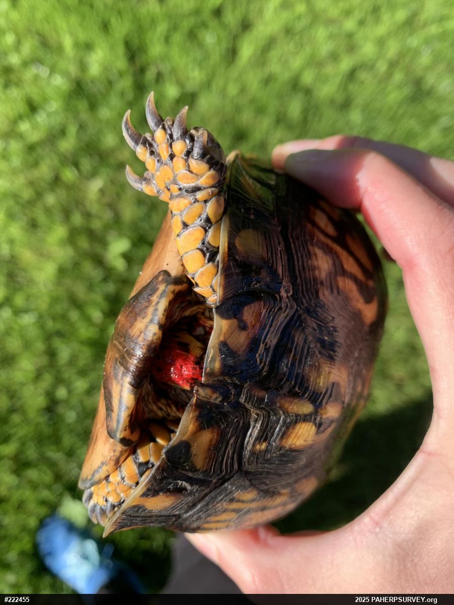 Eastern Box Turtle