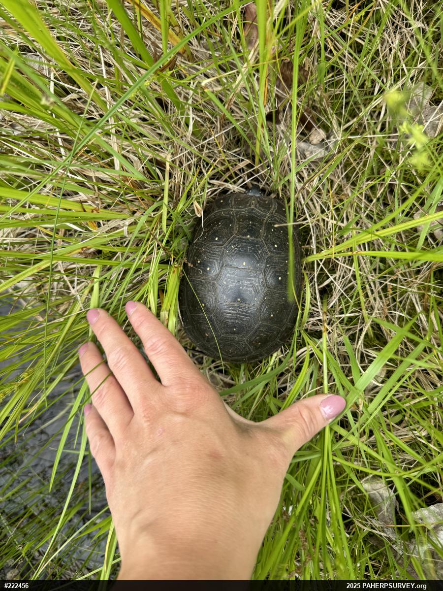 Spotted Turtle