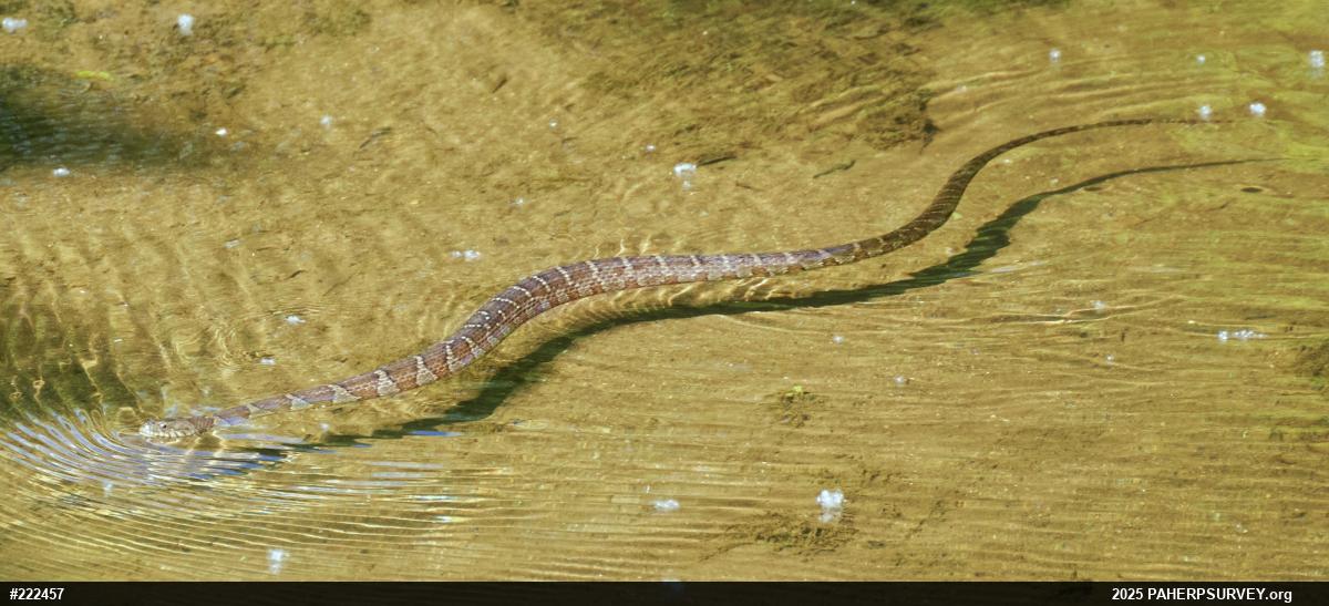 Northern Watersnake