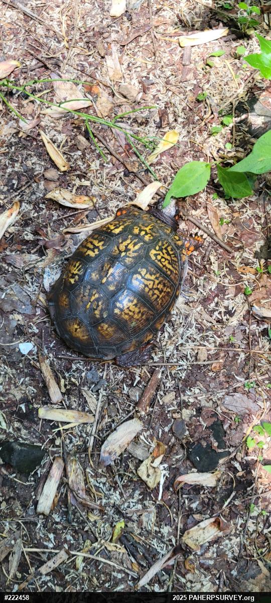 Eastern Box Turtle