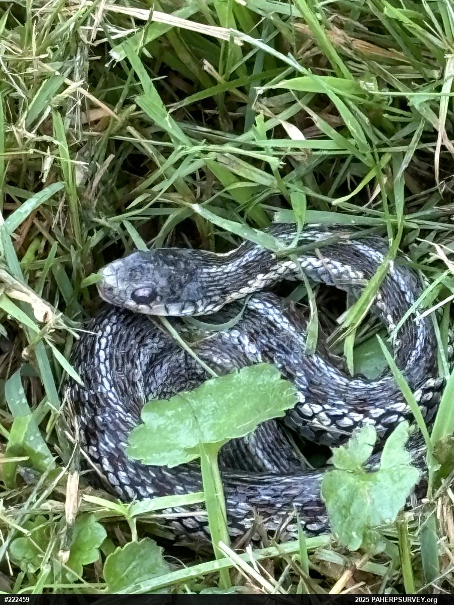 Eastern Gartersnake