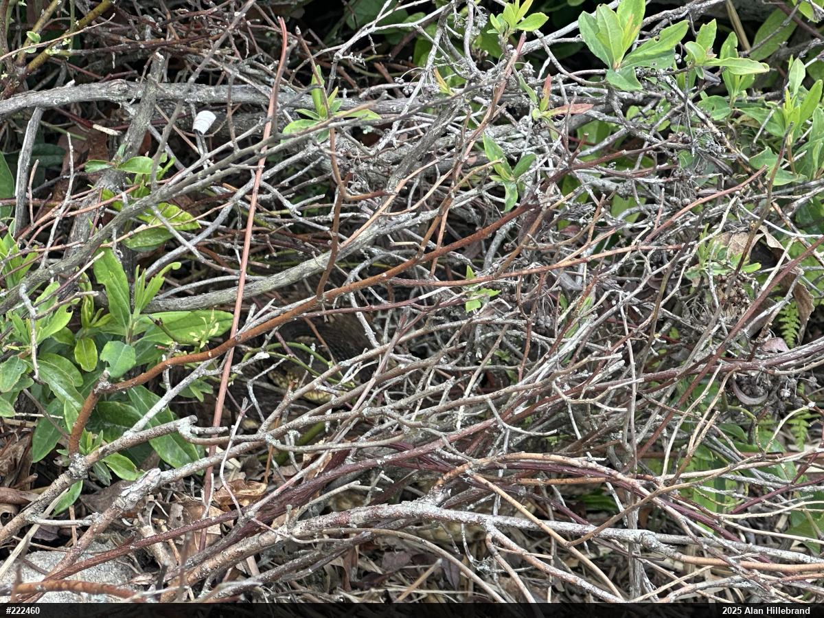 Timber Rattlesnake