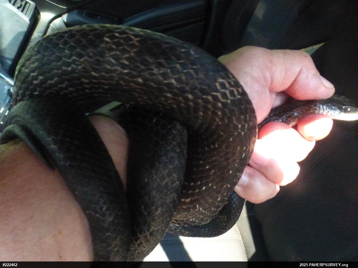 Eastern Ratsnake