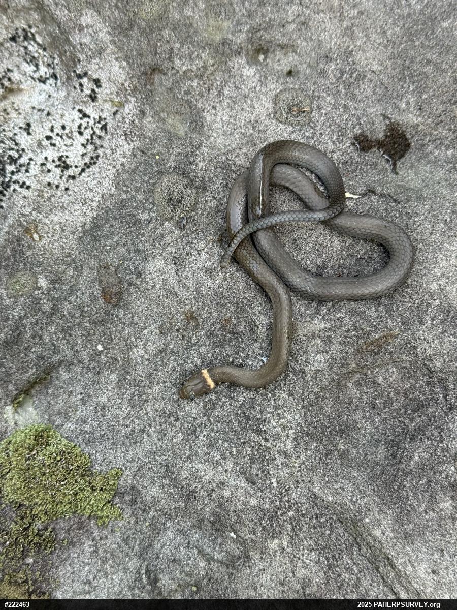 Northern Ring-necked Snake