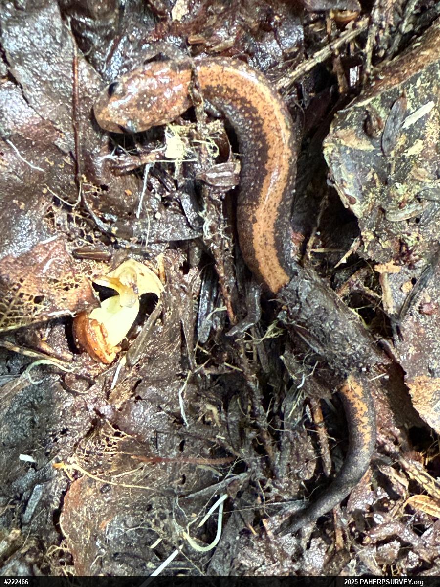 Eastern Red-backed  Salamander