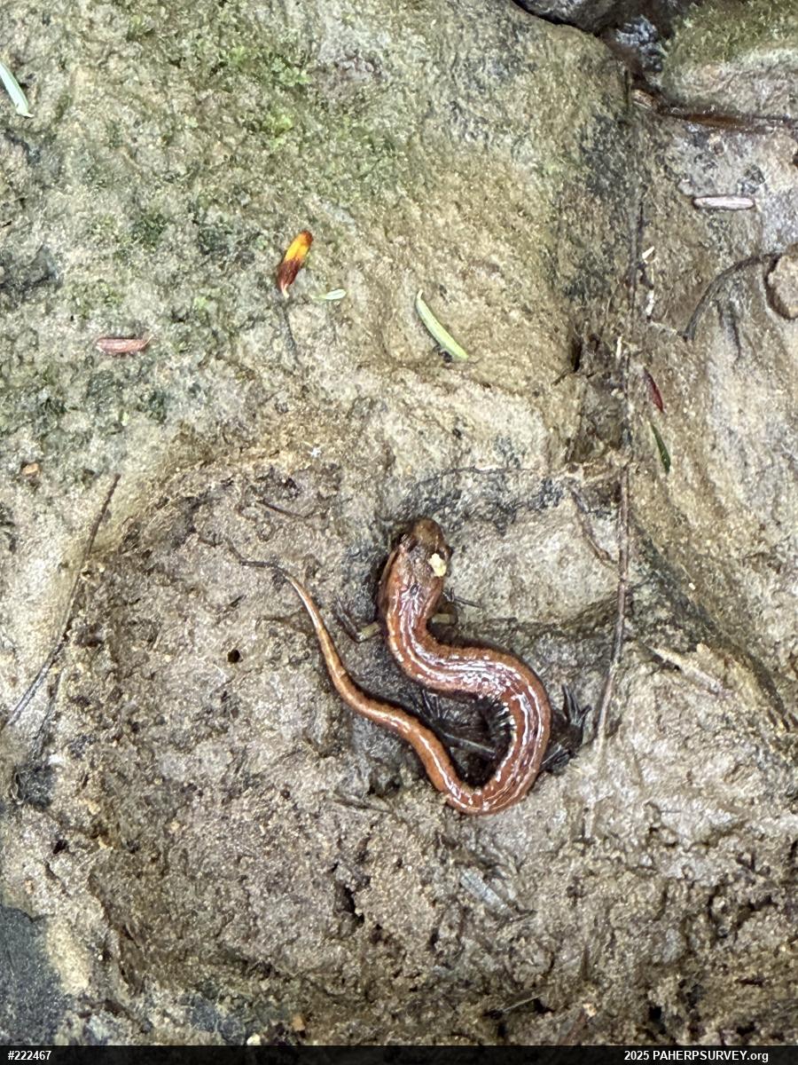 Allegheny Mountain Dusky Salamander