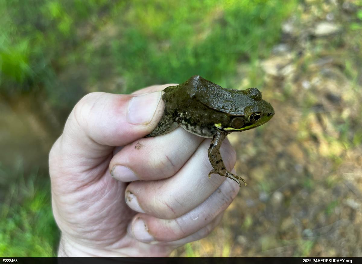 Green Frog