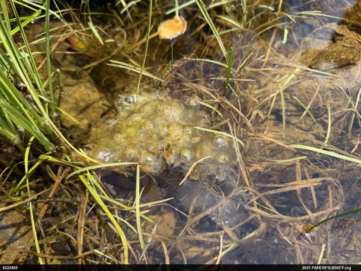 Spotted Salamander