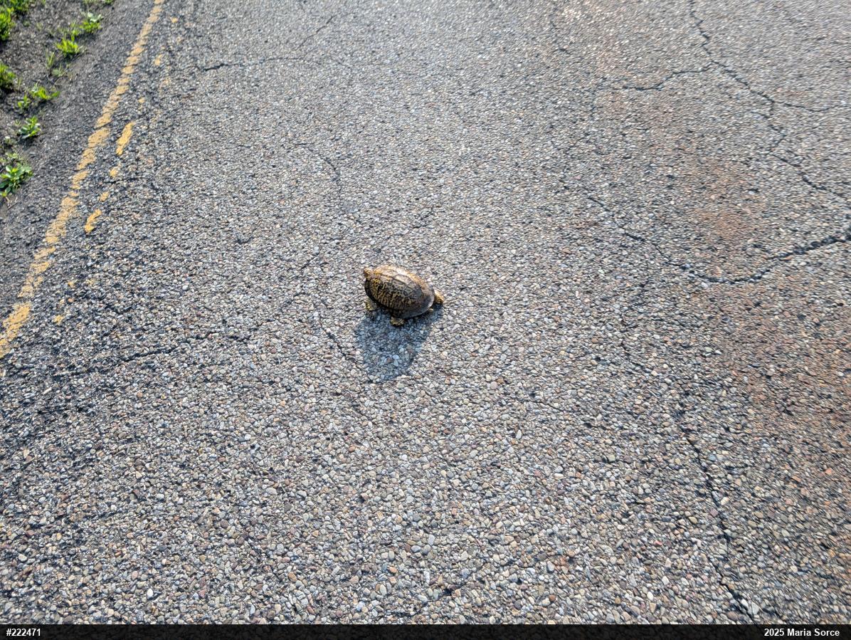 Eastern Box Turtle