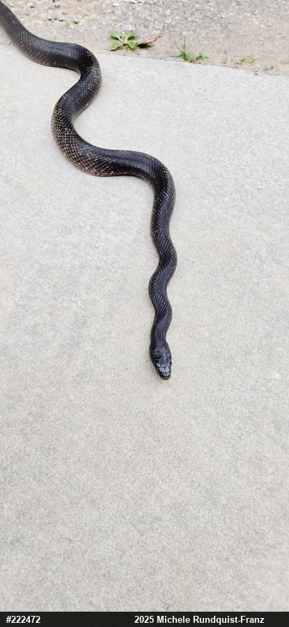 Eastern Ratsnake