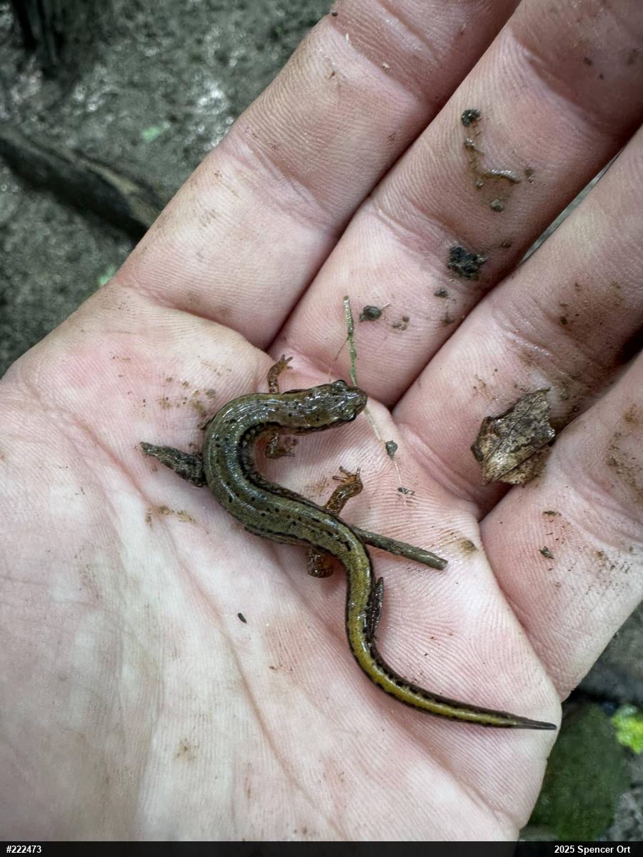 Northern Two-lined Salamander