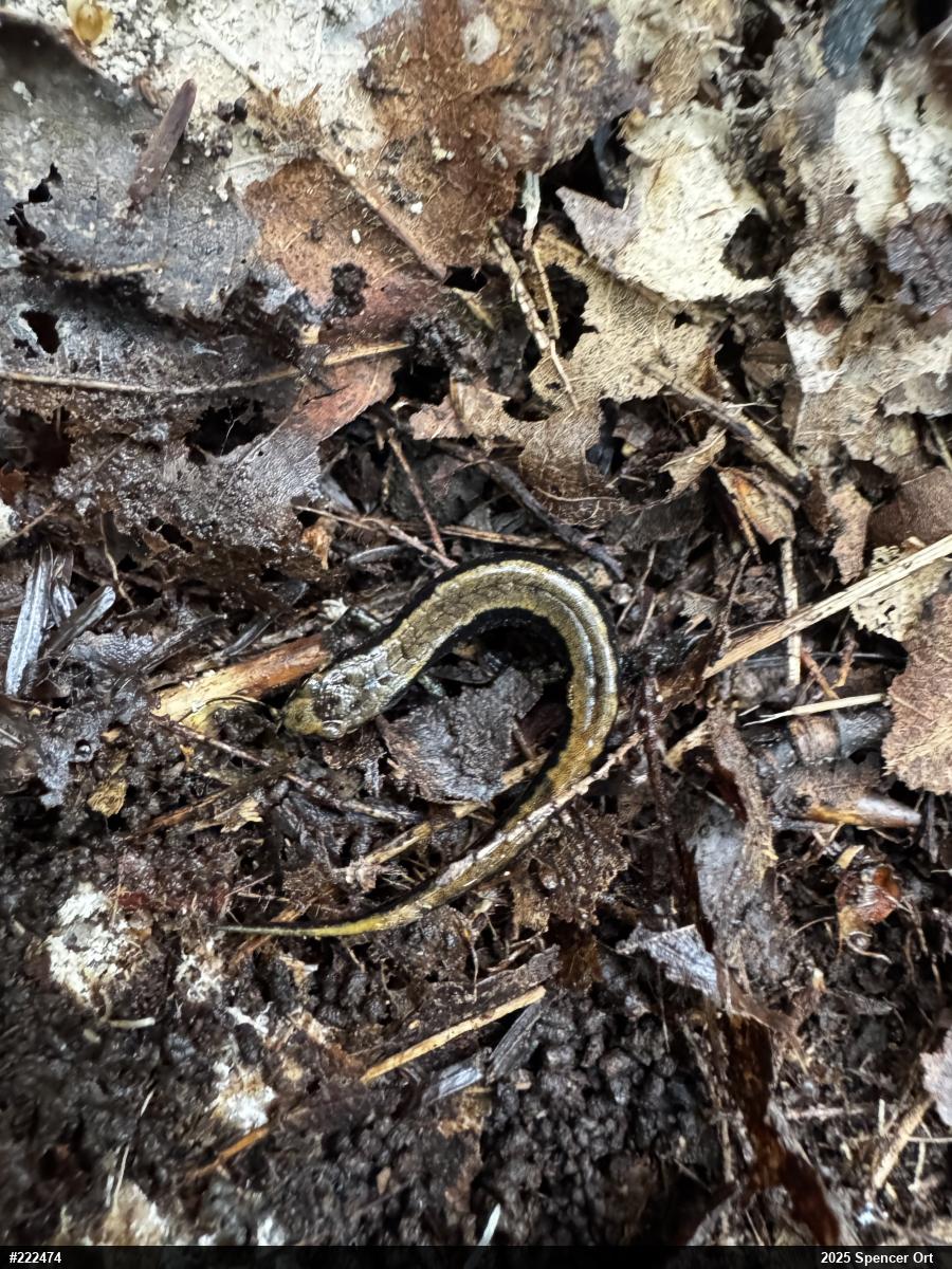 Allegheny Mountain Dusky Salamander