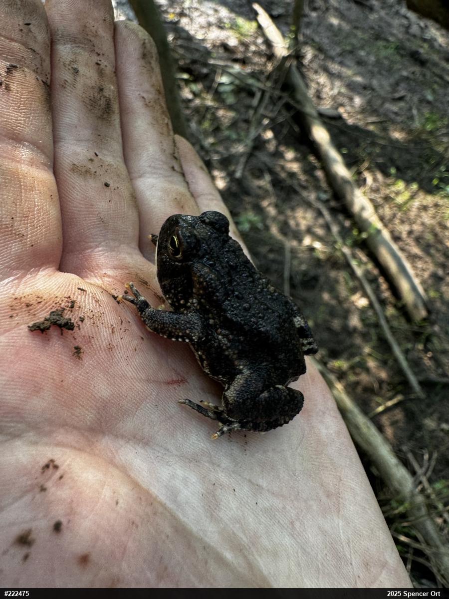 Eastern American Toad