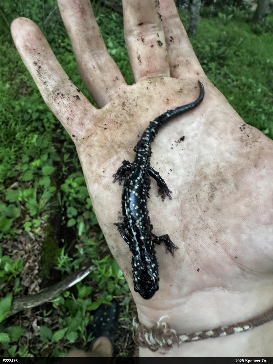Eastern Red-backed  Salamander