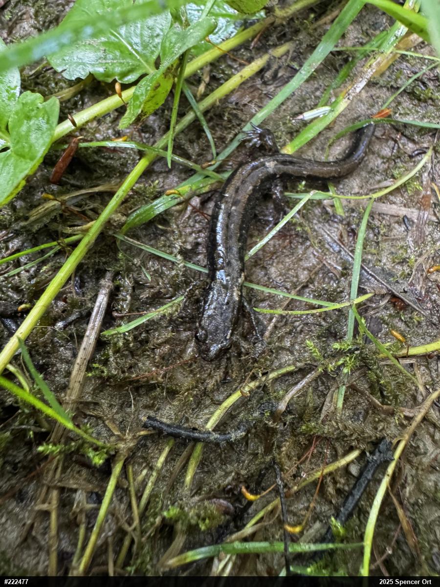 Allegheny Mountain Dusky Salamander
