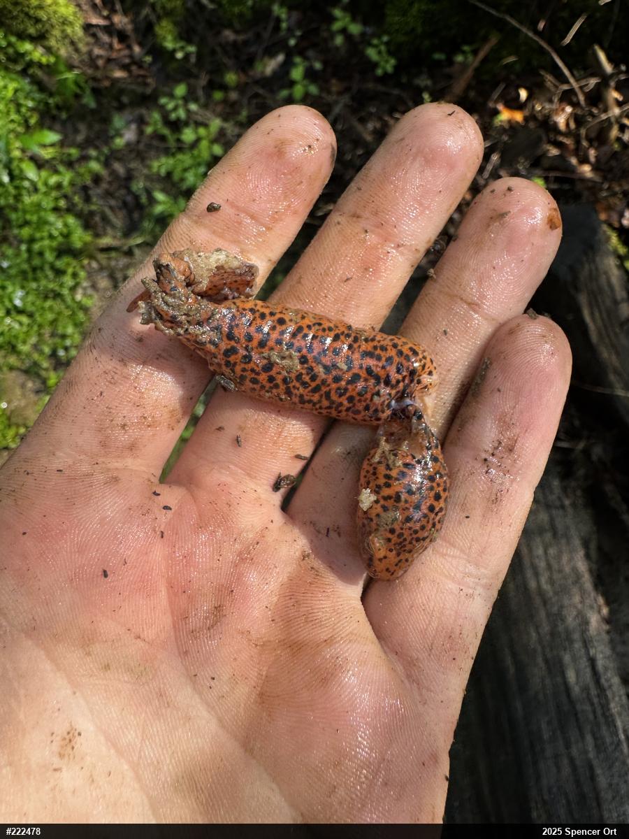 Northern Red Salamander