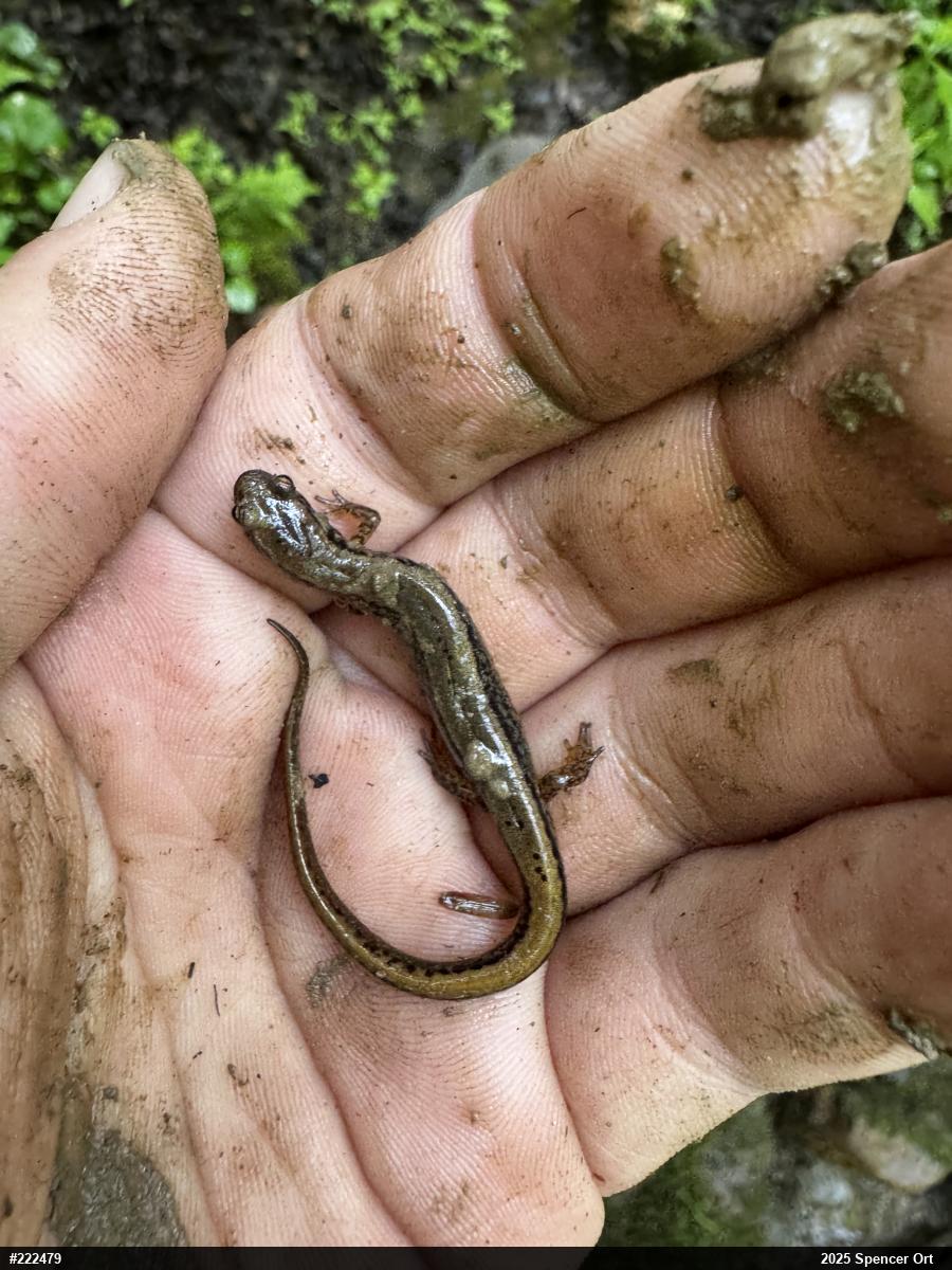 Northern Two-lined Salamander