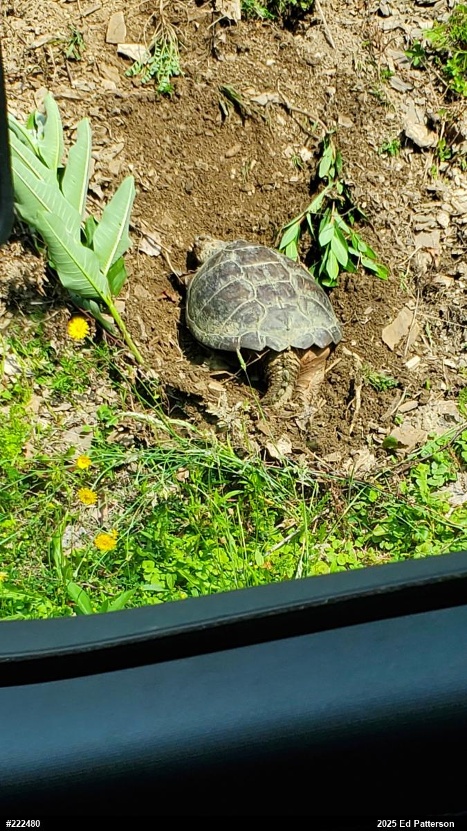 Snapping Turtle